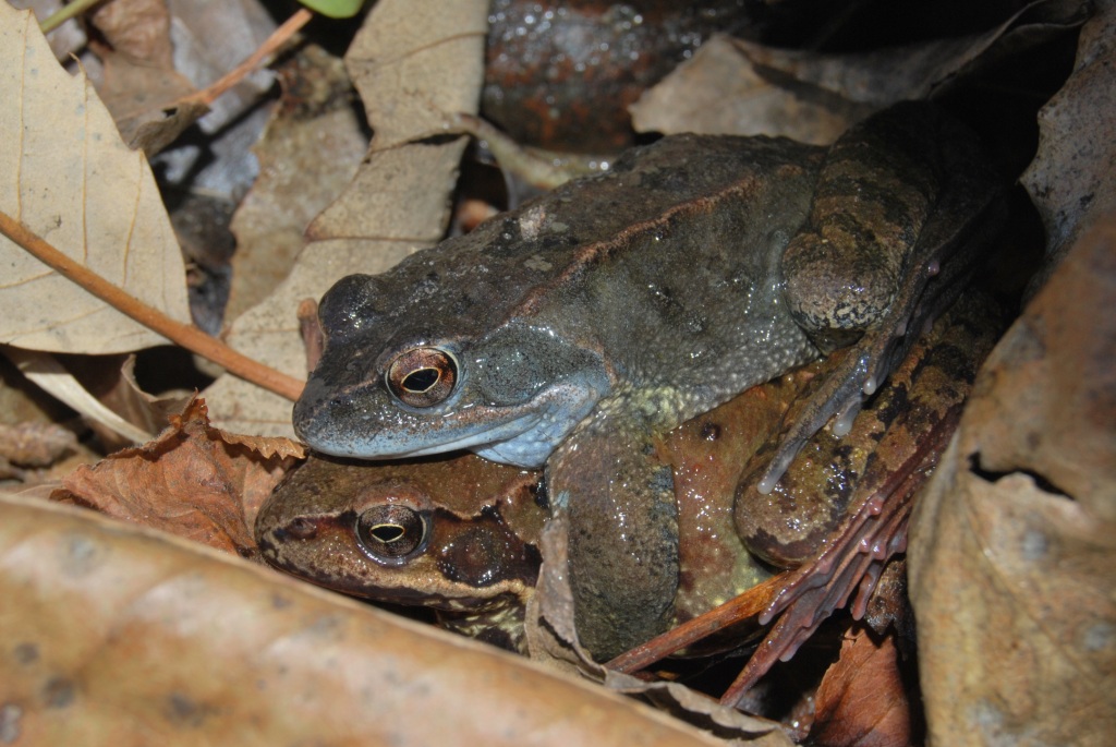 Rana dalmatina vs temporaria - R. temporaria